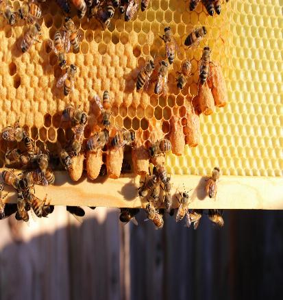 elimination of bee hives